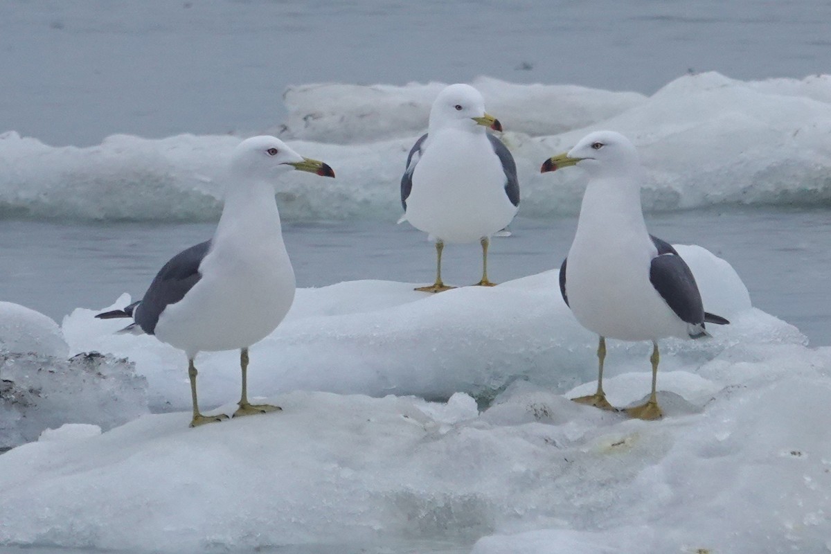 Black-tailed Gull - ML656869875