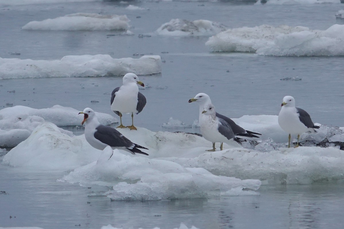 Black-tailed Gull - ML656869876