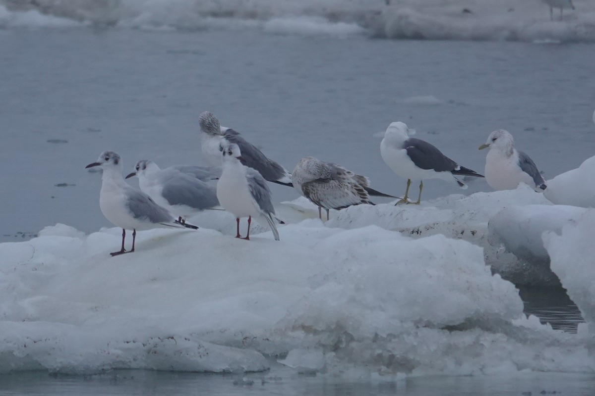 Black-headed Gull - ML656869916
