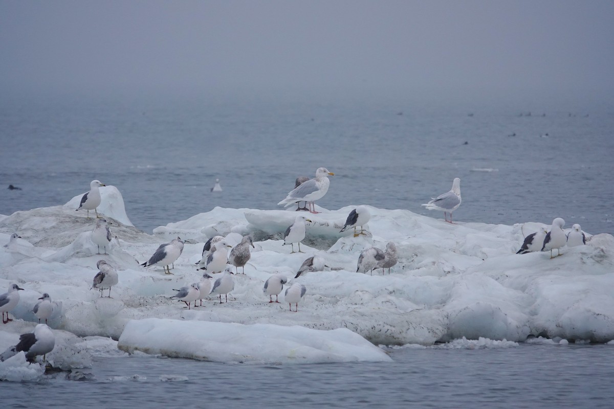 Glaucous Gull - ML656869946