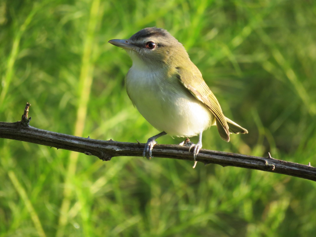 Red-eyed Vireo - ML65687051