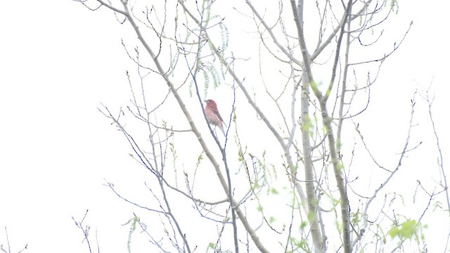 Чечевиця кармінова - ML656871044