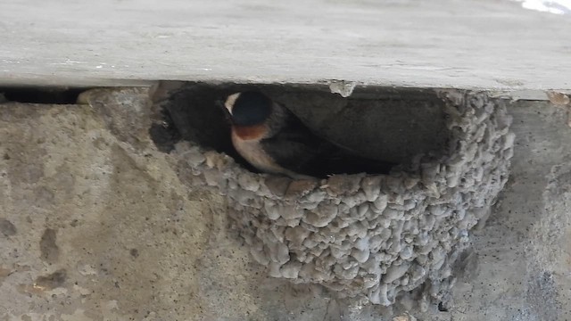 Cliff Swallow - ML656871299