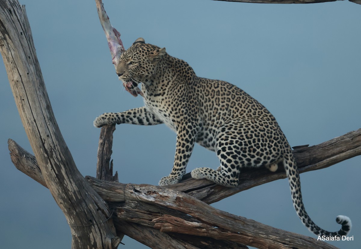 African Leopard - ML656871370