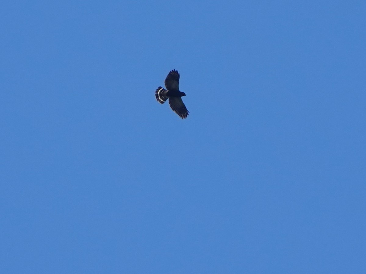 White-rumped Hawk - ML656871413