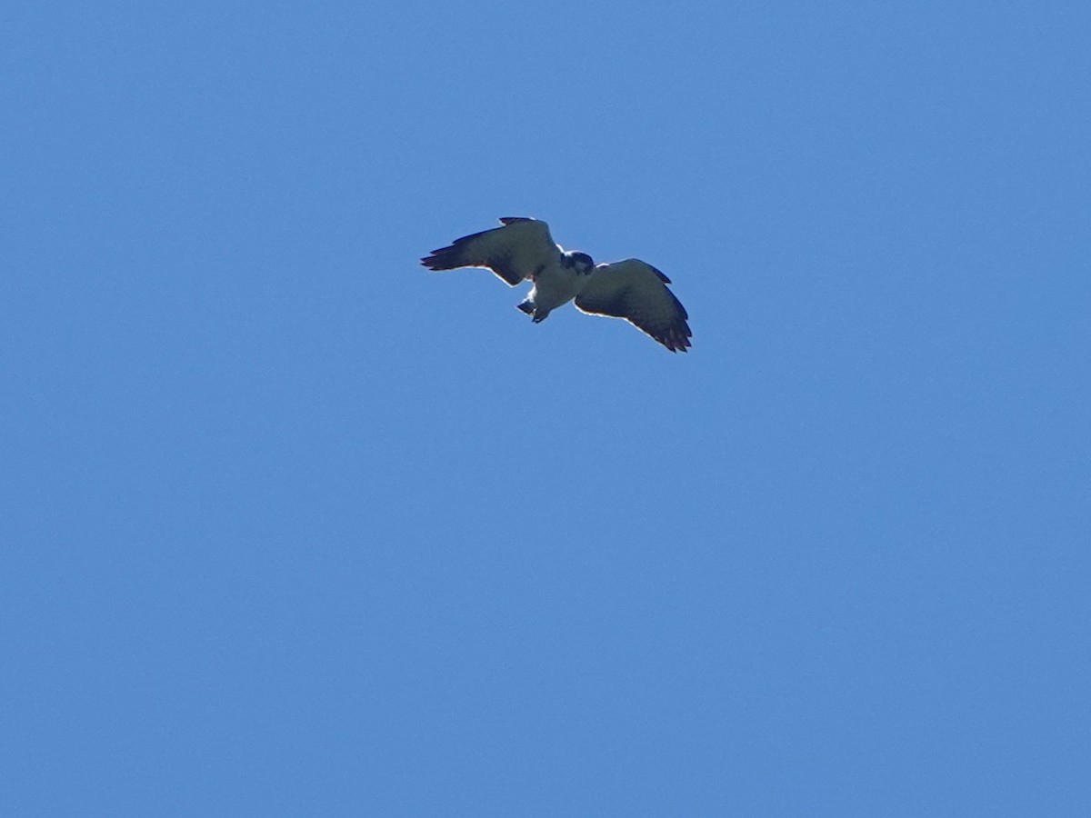 Short-tailed Hawk - ML656871414