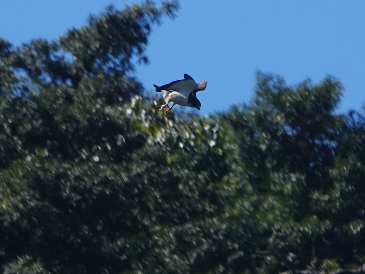 Short-tailed Hawk - ML656871418