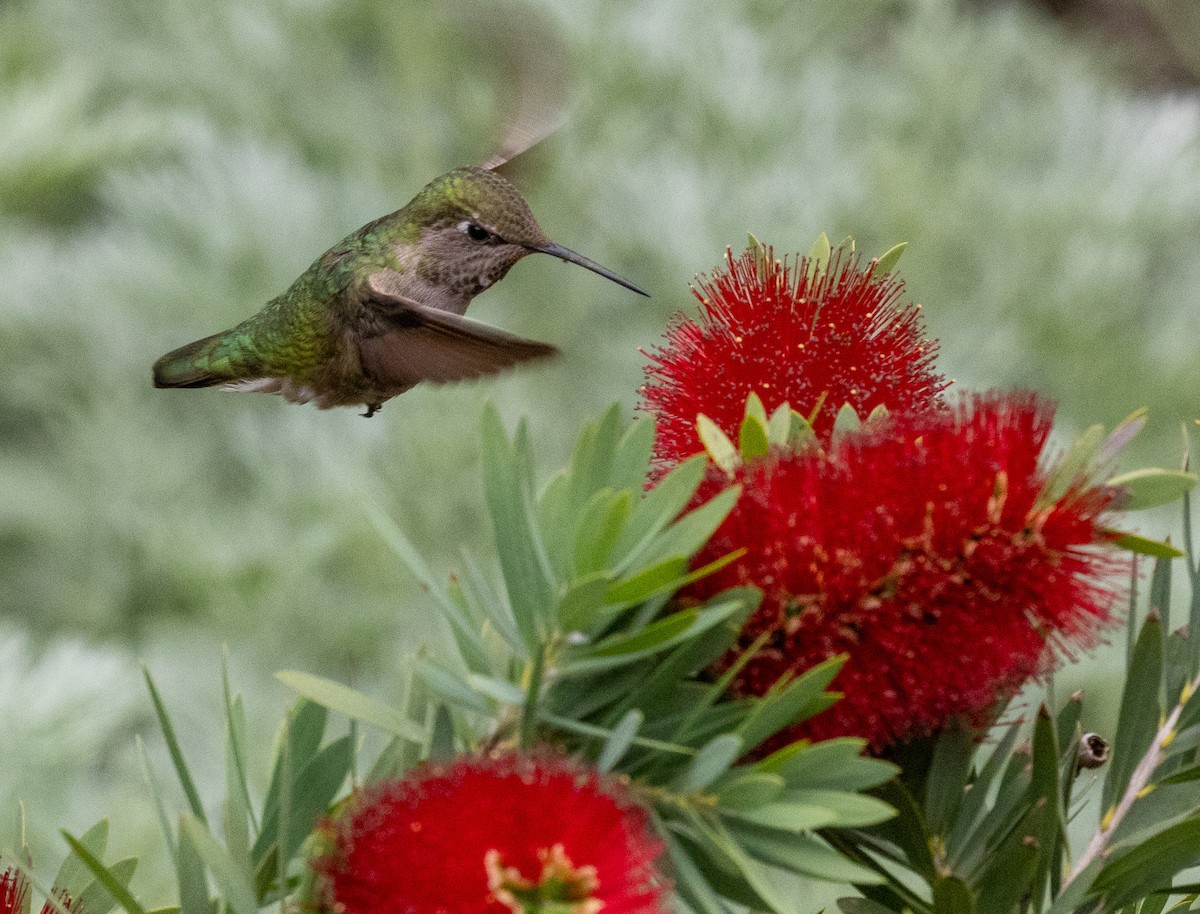 Colibrí de Anna - ML656871528
