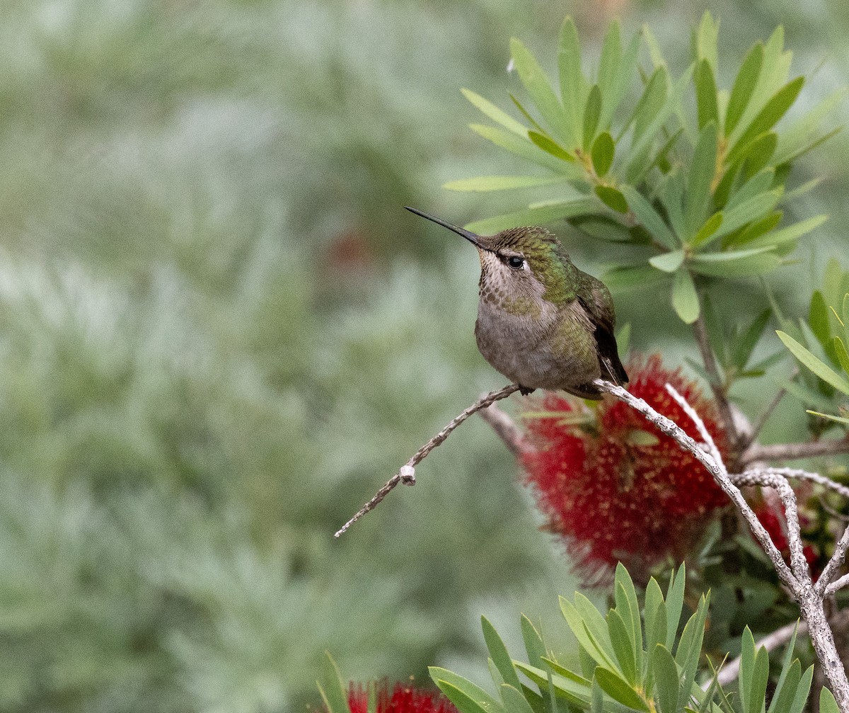 Colibrí de Anna - ML656871529