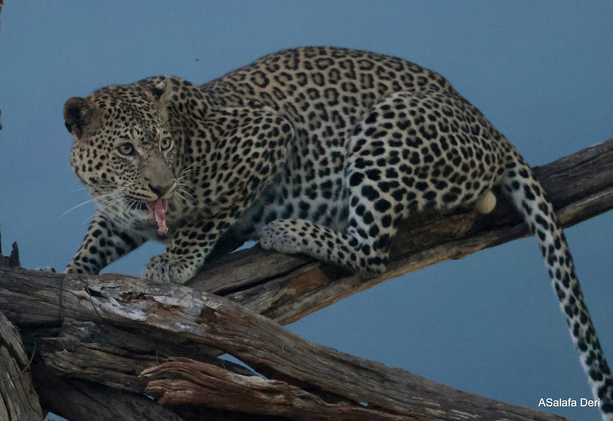 African Leopard - ML656872134
