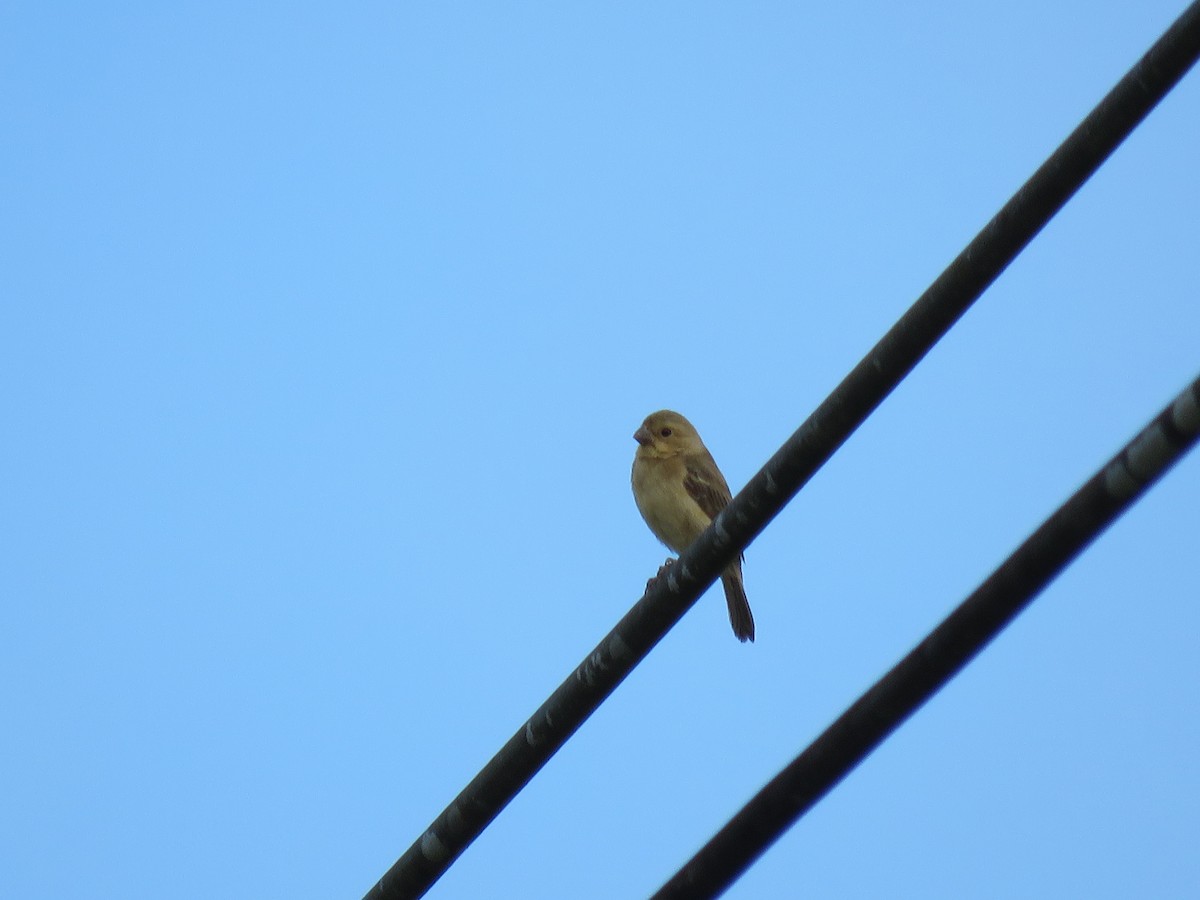 Semillero (Sporophila) sp. - ML65687241