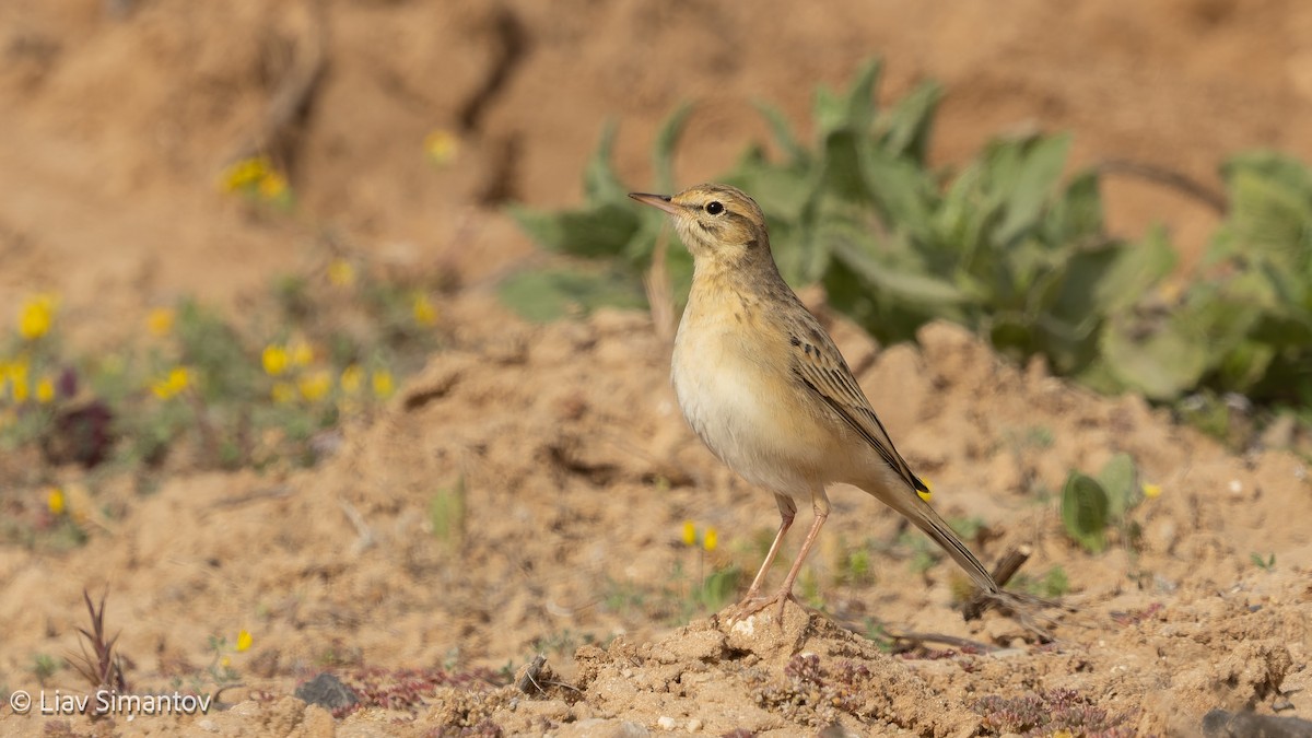 Tawny Pipit - ML656872555