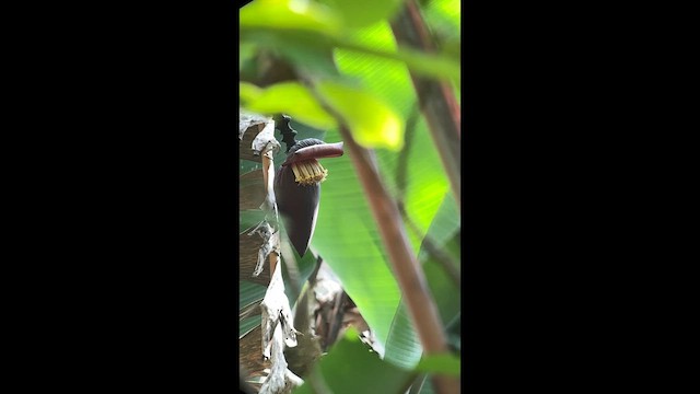 Santa Marta Sabrewing - ML656873032