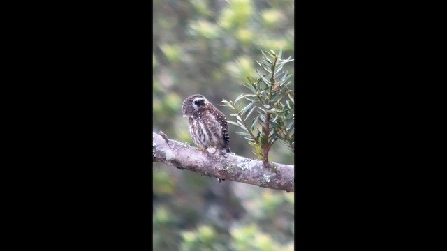 Andean Pygmy-Owl - ML656873219
