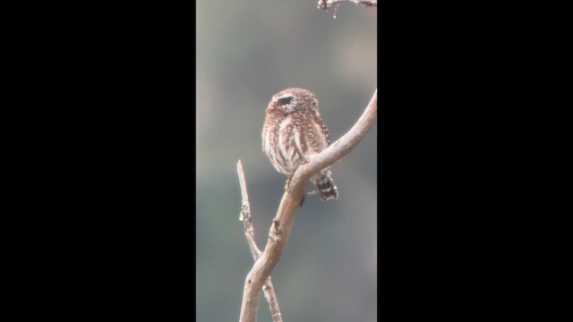 Andean Pygmy-Owl - ML656873220
