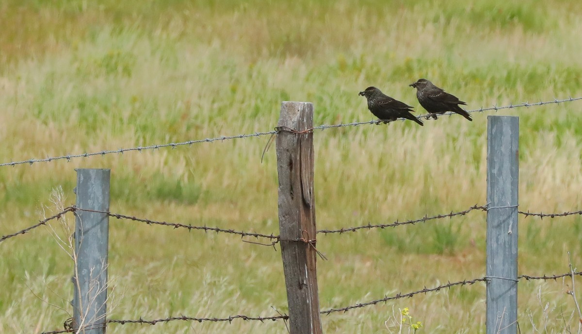 Tricolored Blackbird - ML656873785