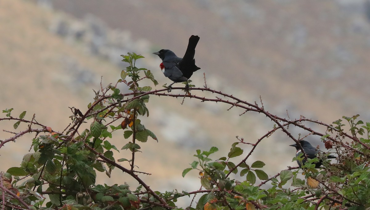 Tricolored Blackbird - ML656873786