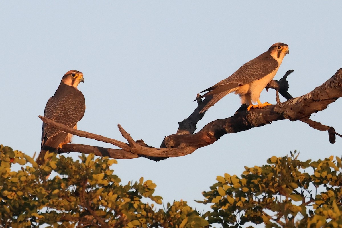 Lanner Falcon - ML656873883
