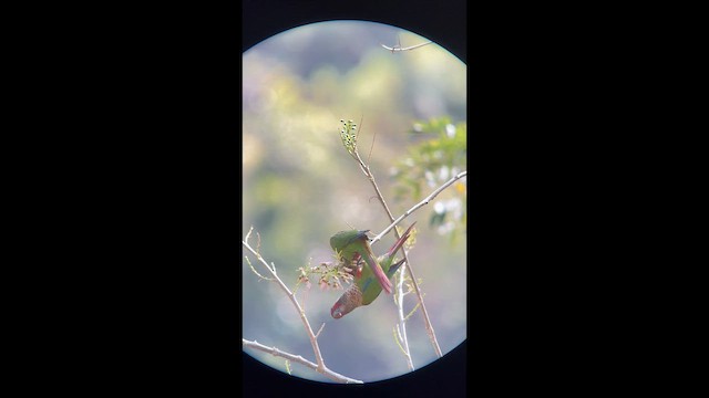 Perija Parakeet - ML656873921