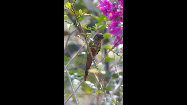 Perija Parakeet - ML656873922