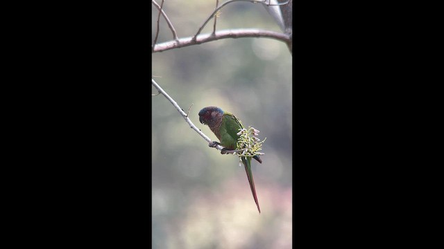 Perija Parakeet - ML656873923