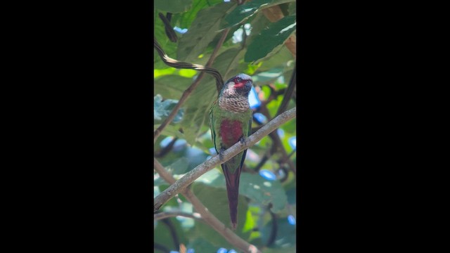 Perija Parakeet - ML656873924