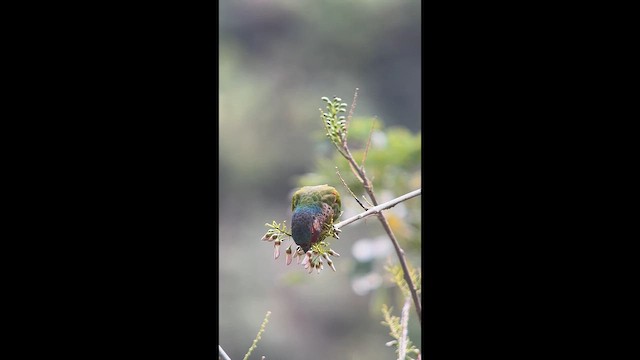Perija Parakeet - ML656873925