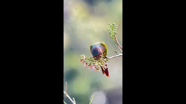 Perija Parakeet - ML656873927