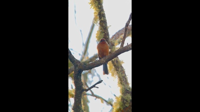 Rufous-browed Conebill - ML656874329