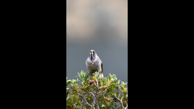 Blue-bearded Helmetcrest - ML656874743