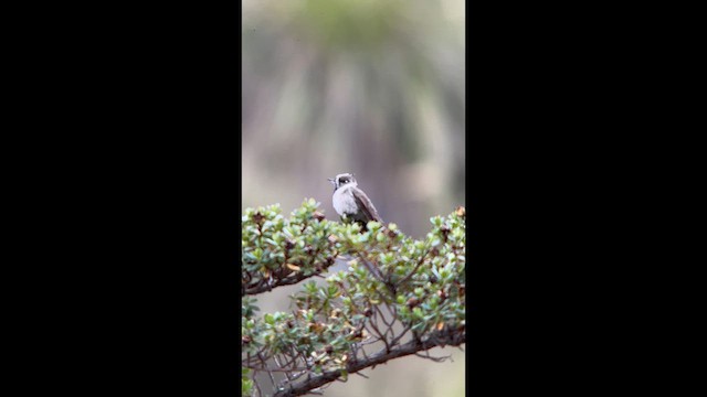 Blue-bearded Helmetcrest - ML656874749