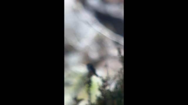 Blue-bearded Helmetcrest - ML656874750