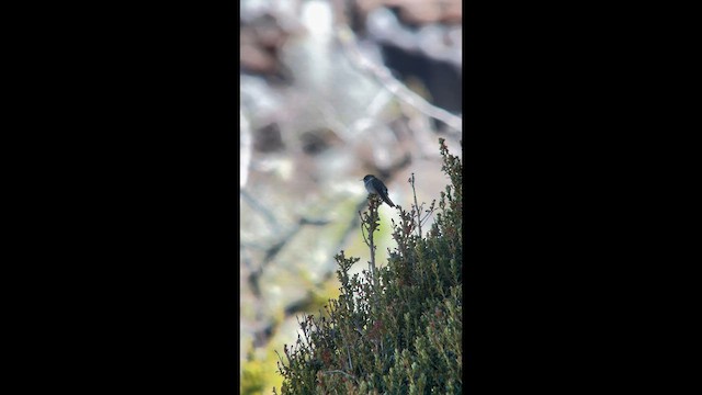 Blue-bearded Helmetcrest - ML656874752