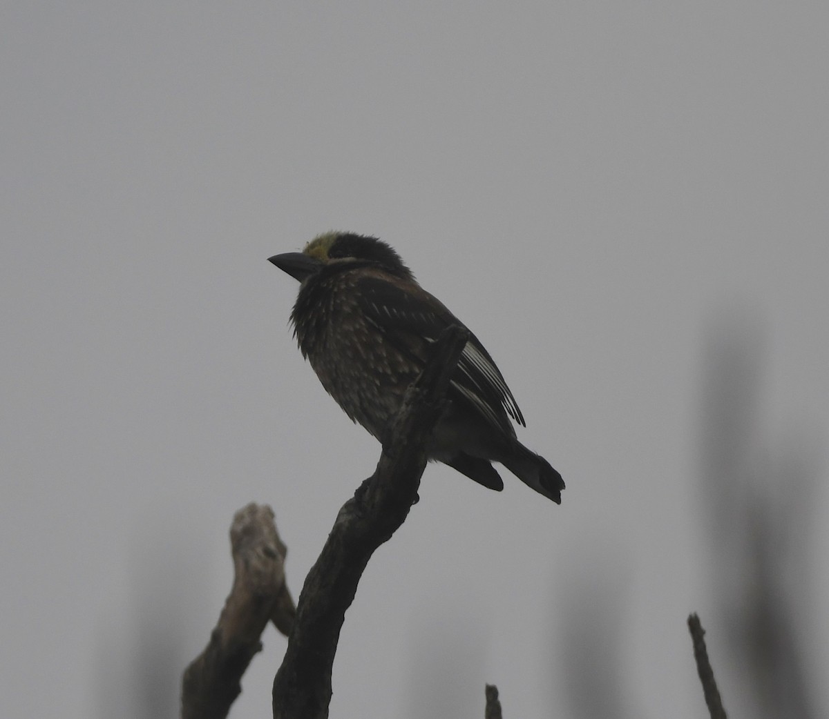 Whyte's Barbet - ML656874791