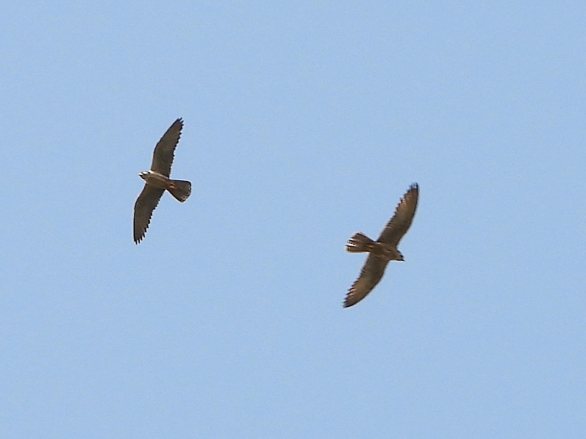 Lanner Falcon - ML656874857