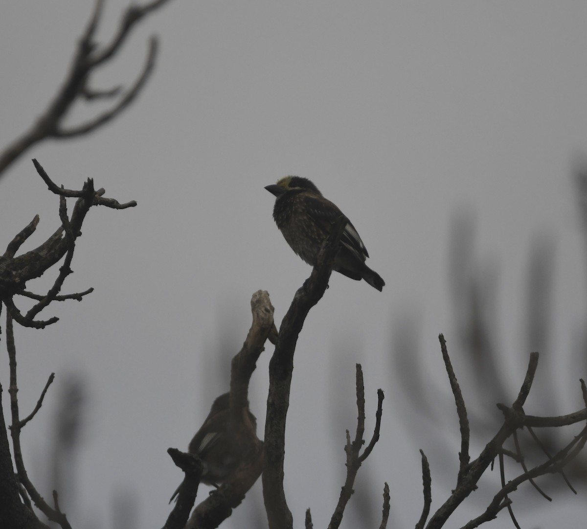 Whyte's Barbet - ML656874860