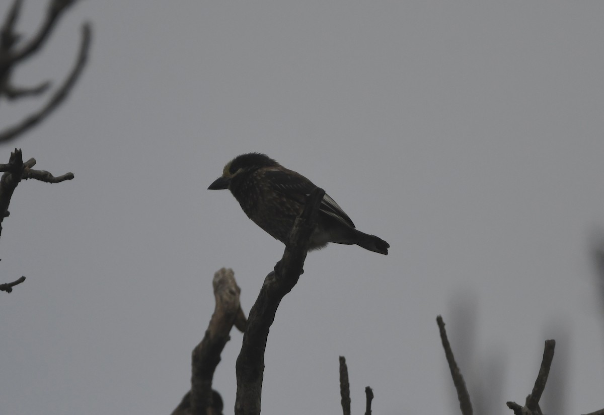 Whyte's Barbet - ML656874876