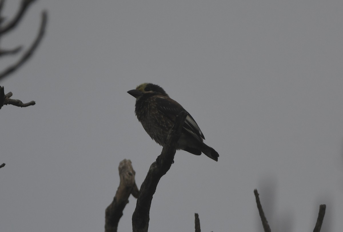Whyte's Barbet - ML656874915