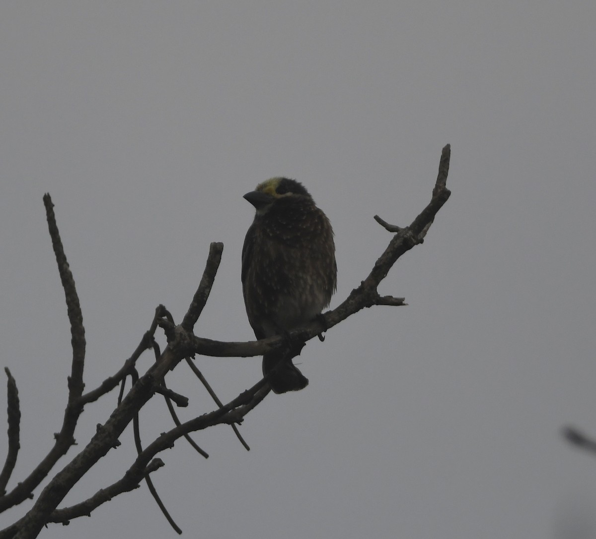 Whyte's Barbet - ML656874936