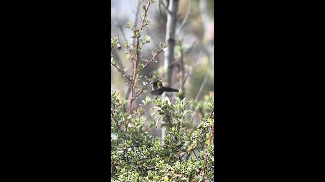 Black-backed Thornbill - ML656874938