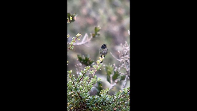 Black-backed Thornbill - ML656874939