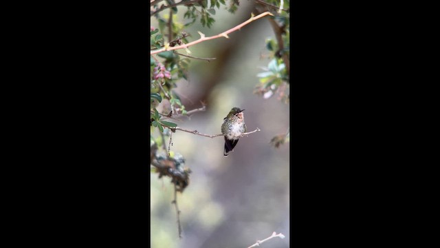 Black-backed Thornbill - ML656874942