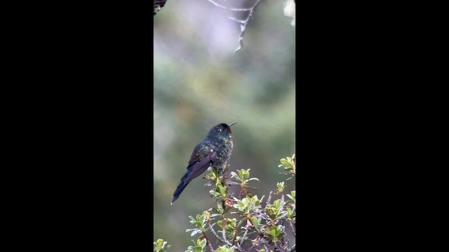 Black-backed Thornbill - ML656874943