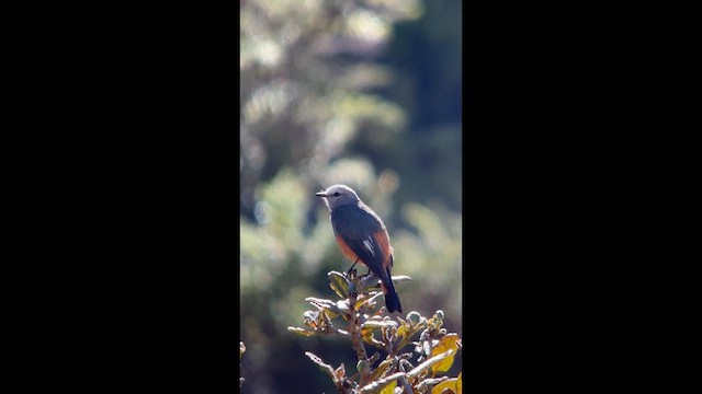 Red-rumped Bush-Tyrant - ML656875218