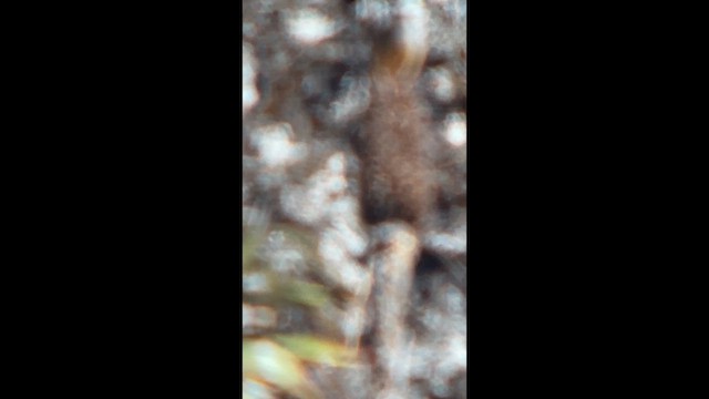 Red-rumped Bush-Tyrant - ML656875219