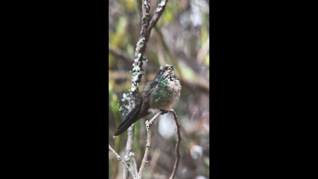 Black-backed Thornbill - ML656875521