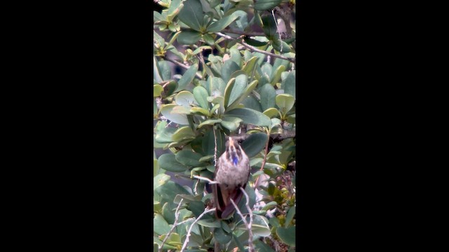 Blue-bearded Helmetcrest - ML656875676