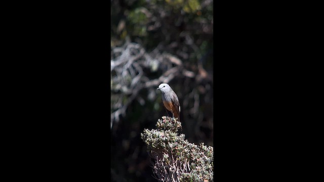Red-rumped Bush-Tyrant - ML656875775