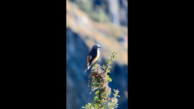 Red-rumped Bush-Tyrant - ML656875776