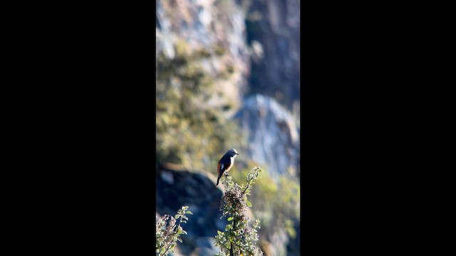 Red-rumped Bush-Tyrant - ML656875778